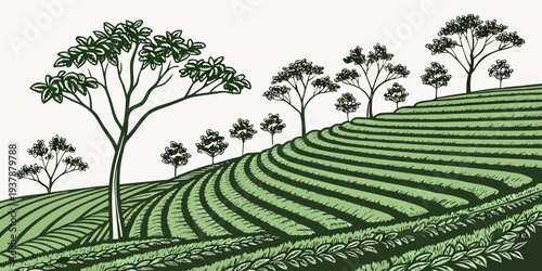 A green tea plantation with trees on a hillside Vector