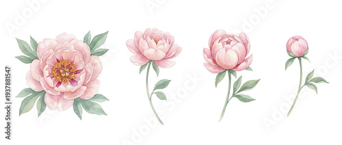 Watercolor Pink Peony Flower Bud and Bloom Set isolated PNG with Transparent Background