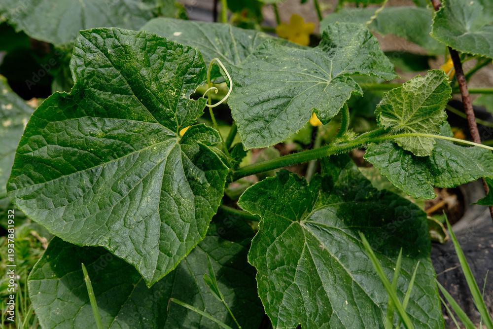 Φωτογραφία Fresh Cucumber Growing on Vine with Yellow Flowers