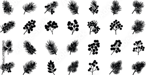Black silhouettes of various pine branches and berries on white background