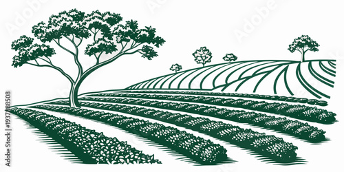 An illustration of a field with rows of crops and trees Vector