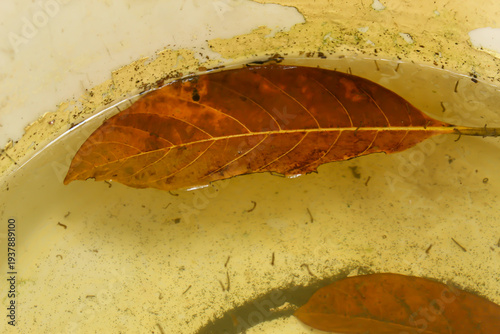 Foto Mosquito larvae or mosquito larvae that breed in stagnant water in open containe