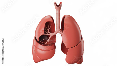 Human lungs with trachea and bronchi model respiratory