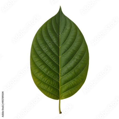 Large green leaf with pointed tip and visible veins