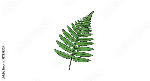 Green Fern Leaf Closeup Detail.