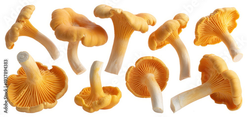 Orange mushrooms on white background fungi isolated