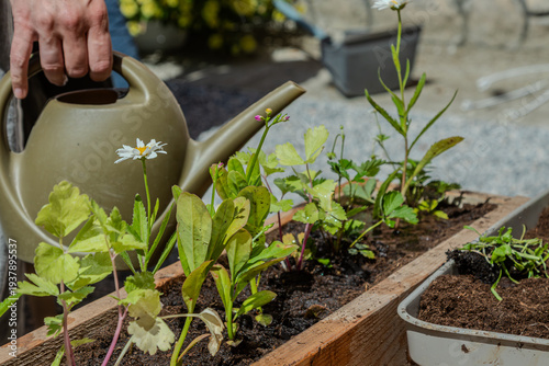 Gardening activities with watering can in a sunny outdoor environment in early spring showing healthy green plants in raised garden beds