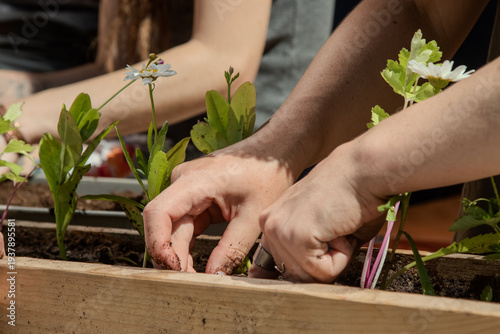 Gardening activity with hands planting flowers in a wooden box on a sunny day at a community garden