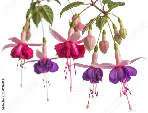 Fuchsia flowers with green leaves and stems pink purple
