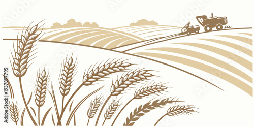 A picturesque landscape of golden wheat fields under a clear blue sky. Vector