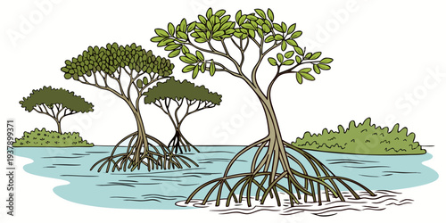 A serene mangrove forest with trees growing in shallow water Vector