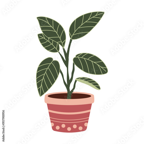 Indoor botanical ficus houseplant in decorative pot vector illustration isolated on white background