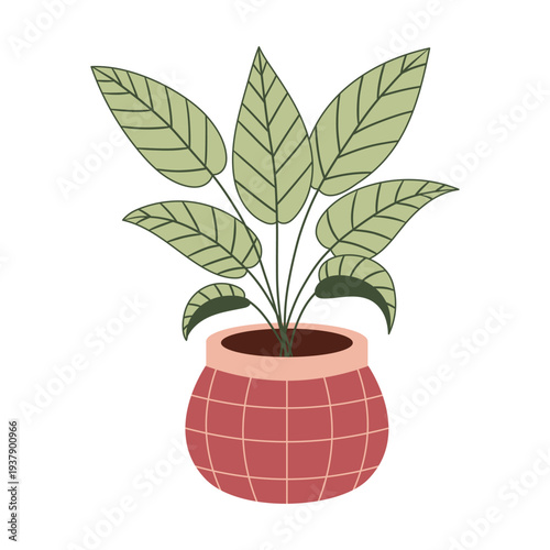 Indoor botanical ficus houseplant in decorative pot vector illustration isolated on white background