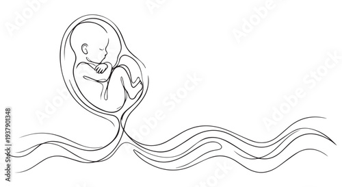 Simple line drawing of a fetus in the womb, illustrating prenatal development and pregnancy.