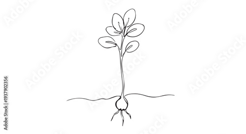 Simple black and white line art illustration of a flowering plant with roots on a Transparent Background, showcasing botanical elegance.