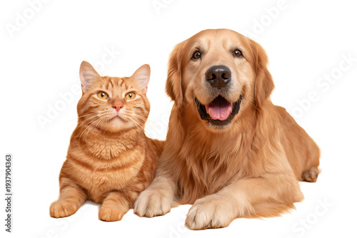 Wallpaper Mural Dog and Cat  Torontodigital.ca