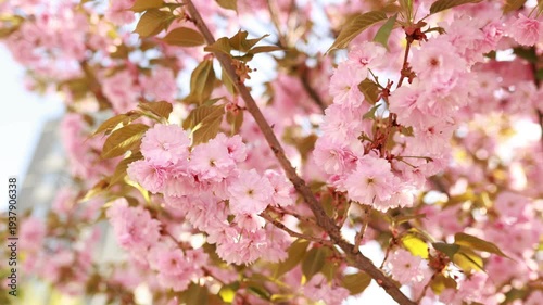 blooming pink cherry blossom flowers on sakura tree. Soft focus floral background with delicate petals and warm sunlight. Springtime nature scene, romantic seasonal flowers in garden.