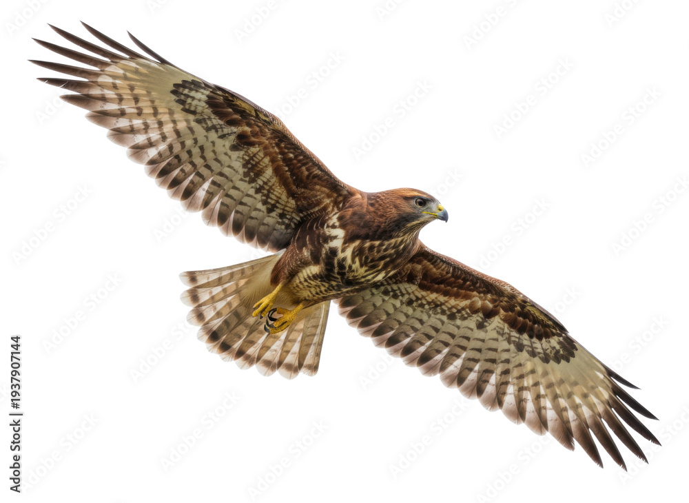 Fototapeta premium Flying Common Buzzard Bird of Prey Isolated on White Background