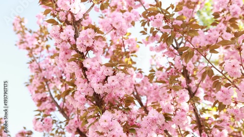 blooming pink cherry blossom flowers on sakura tree. Soft focus floral background with delicate petals and warm sunlight. Springtime nature scene, romantic seasonal flowers in garden.