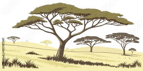 Majestic acacia trees stand tall in the vast savanna under a clear blue sky Vector