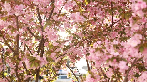 Pink cherry blossom tree in full bloom against blue sky. Beautiful sakura flowers on branches with soft sunlight. Springtime floral background, blooming nature scene and seasonal garden atmosphere.