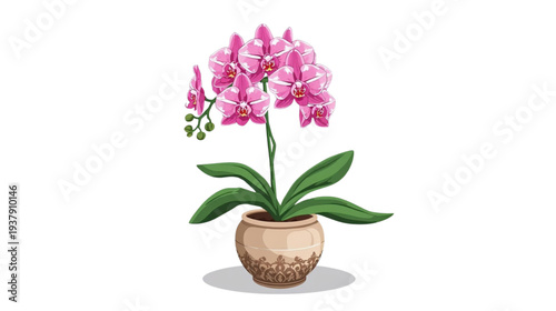 pink orchid in a pot 