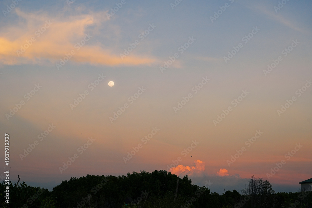 Fototapeta premium Tree silhouette on sky as twilight times. Branch on sky background.