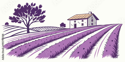 A picturesque view of a lavender field with a farmhouse in the background Vector