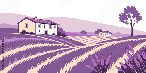 A picturesque landscape of a lavender field under a clear sky with a distant farmhouse Vector