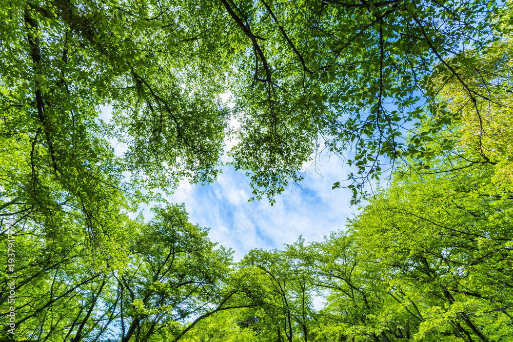 Obraz premium 新緑の木と青空