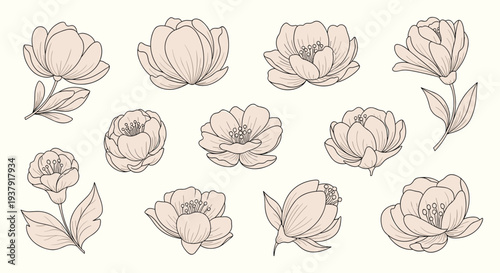 Collection of delicate line drawings features several different types of flower blooms and blossoms in a soft peach hue.