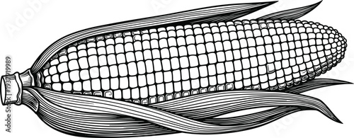 Fresh corn on the cob vector illustration with husk and kernels hand drawn engraving sketch style isolated on white background for organic agriculture.