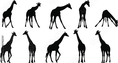 Giraffe silhouettes set with various poses including walking standing and drinking plus patterned versions isolated on white background for wildlife safari nature and zoo design.