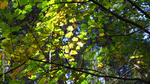 Sunlight Through Forest Leaves Moving in Wind, Peaceful Nature Scene