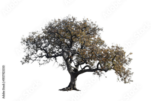 Detailed tree model with leafless branches for landscape design