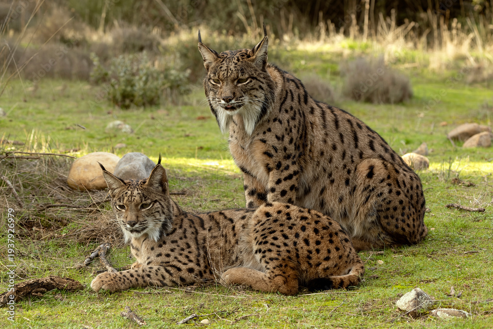 Obraz premium Adult female Iberian Lynx with her daughter in their territory in a Mediterranean forest area in the last light of a winter's evening