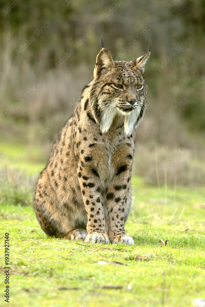 Obraz premium Adult male Iberian Lynx stretching and yawning in a Mediterranean forest of oaks and pines in the early light of a winter day