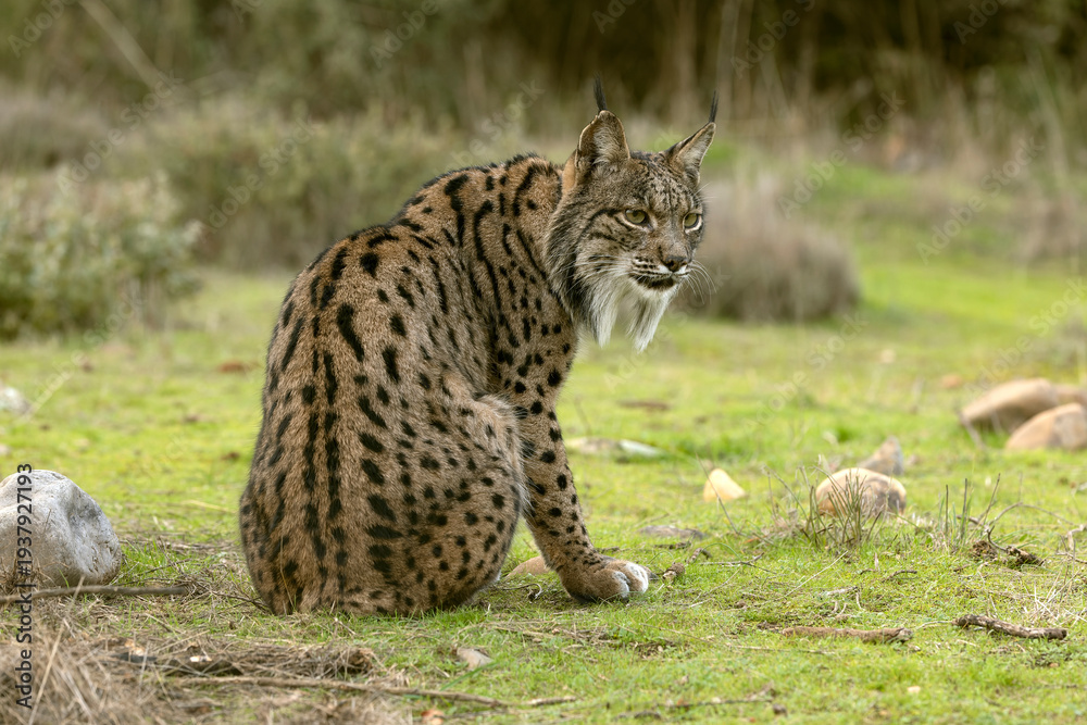 Obraz premium Adult male Iberian Lynx stretching and yawning in a Mediterranean forest of oaks and pines in the early light of a winter day