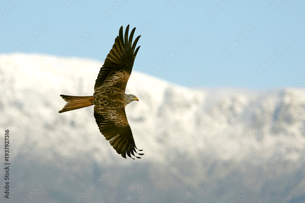 Obraz premium Red Kite flying in a Mediterranean mountain with the first light of a winter day