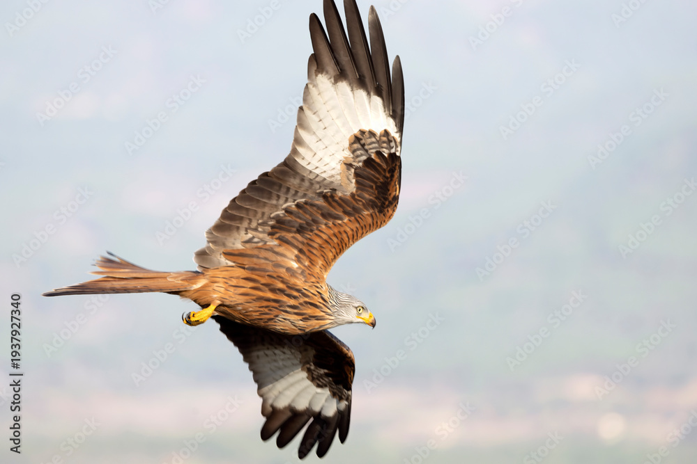 Fototapeta premium Red Kite flying in a Mediterranean mountain with the first light of a winter day