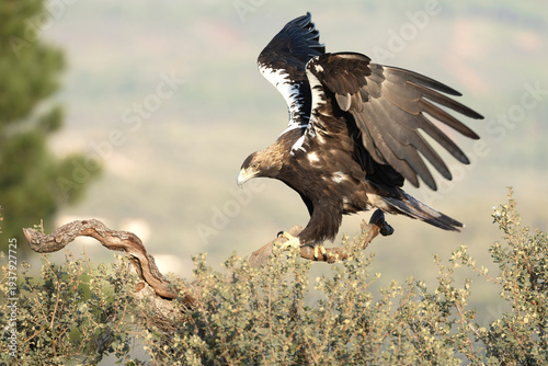 Adult female Spanish Imperial Eagle in one of its lookout points within its territory in a Mediterranean forest at first light