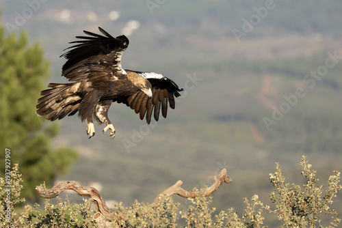 Adult female Spanish Imperial Eagle in her territory within a Mediterranean forest of pines and oaks at first light on a winter day