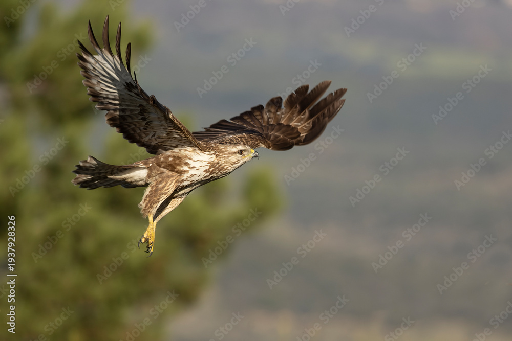 Fototapeta premium Common buzzard flying within its territory in a Mediterranean forest in the early light of a winter day