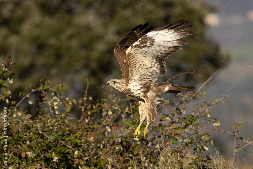 Fototapeta premium Common buzzard flying within its territory in a Mediterranean forest in the early light of a winter day