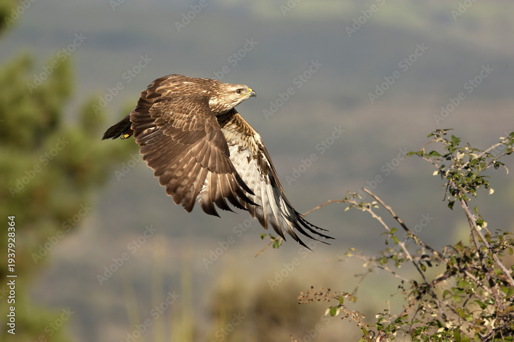 Fototapeta premium Common buzzard flying within its territory in a Mediterranean forest in the early light of a winter day