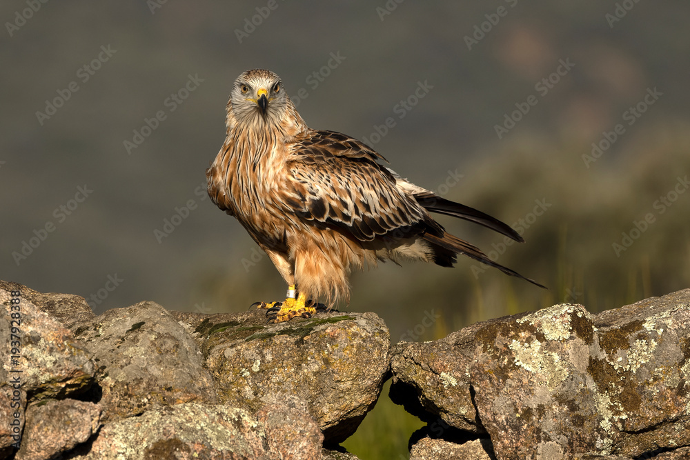 Fototapeta premium Red Kite on a Mediterranean mountain in the first light of a winter day