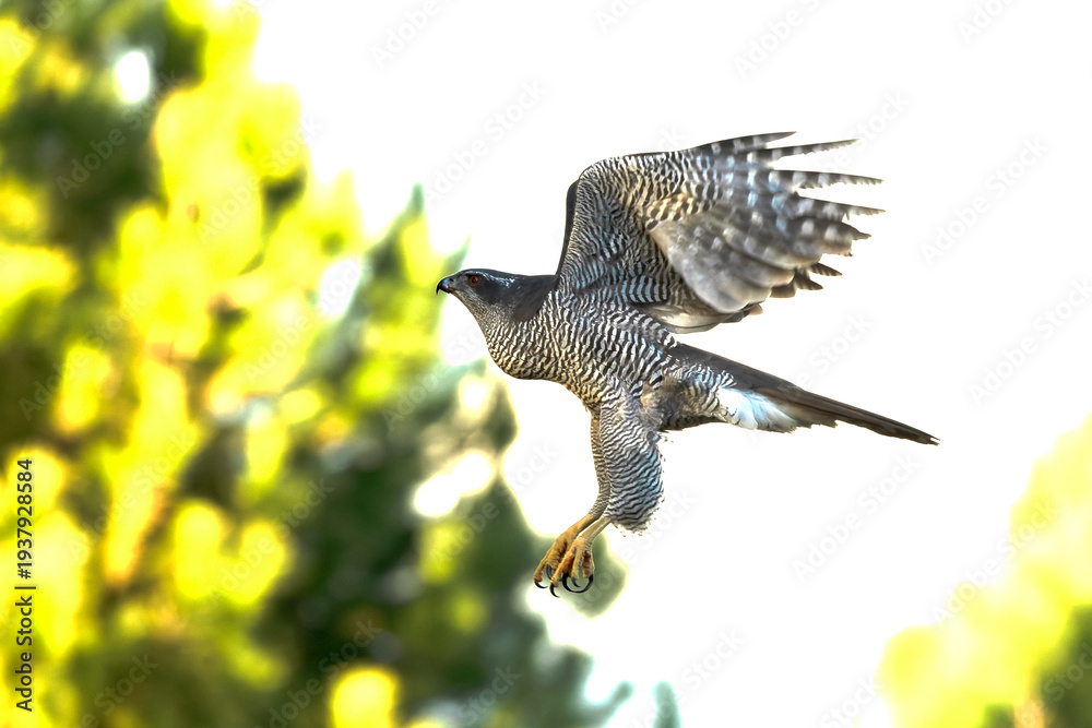 Fototapeta premium Adult female Northern goshawk flying within her territory in a pine and oak forest in the last light of a late autumn day