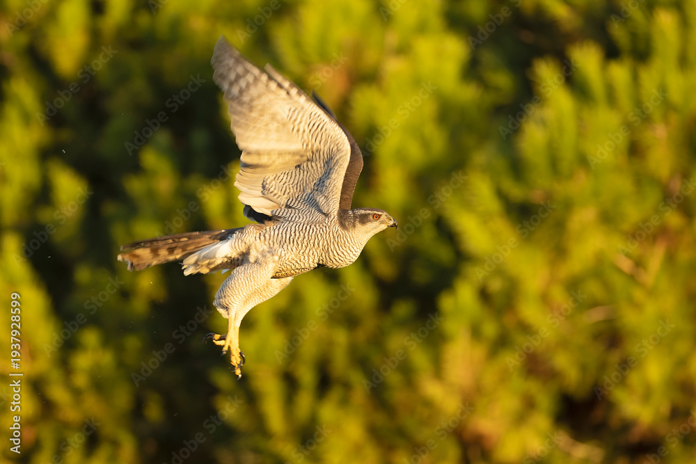 Fototapeta premium Adult female Northern goshawk flying within her territory in a pine and oak forest in the last light of a late autumn day