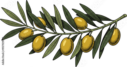 Olive branch vector illustration with green olives and leaves hand drawn sketch style isolated on white background for organic oil packaging food label Mediterranean diet.