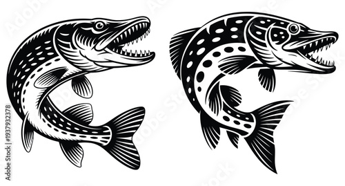Northern Pike Predator Fish Vector Illustration, Black White Esox Freshwater Predator Graphic for European Fishing Brand, Angler Apparel, Pike Club Logo and Tournament Sticker